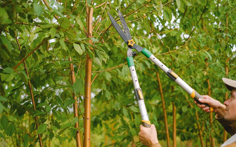Tree trimming in Paterson, NJ